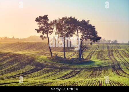 Ländliche Landschaft mit Bäumen in der Mitte eines Feldes bei buntem Sonnenaufgang. Stockfoto