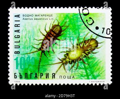 MOSKAU, RUSSLAND - 21. DEZEMBER 2017: Eine in Bulgarien gedruckte Briefmarke zeigt Waterlouse (Asellus aquaticus), Flora und Fauna Serie, um 1996 Stockfoto