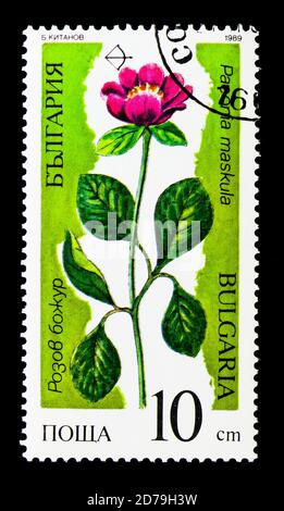 MOSKAU, RUSSLAND - 21. DEZEMBER 2017: Eine in Bulgarien gedruckte Marke zeigt Paeonia maskula Blume, bedrohte Pflanzen Serie, um 1989 Stockfoto