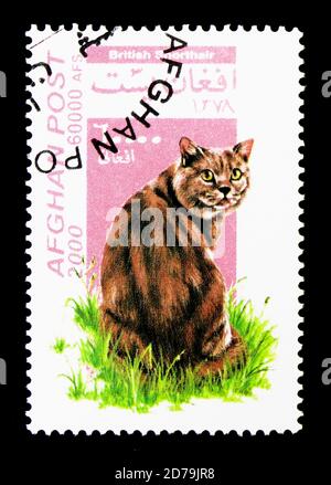 MOSKAU, RUSSLAND - 21. DEZEMBER 2017: Eine in Afghanistan gedruckte Briefmarke zeigt British Kurzhaar (Felis silvestris catus), Cats Serie, um 2000 Stockfoto