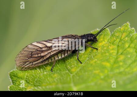 Alderfly (Sialis sp.) auf Pflanzenblatt ruhend Stockfoto