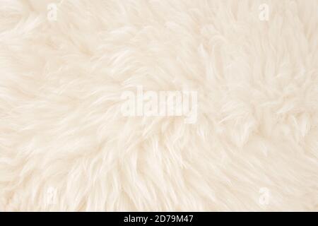 Weiße echte Wolle mit beige top Textur Hintergrund. Helle Creme natürliche Schafwolle. Nahtlose Plüsch-Baumwolle, Textur von flauschigen Fell für Designer Stockfoto