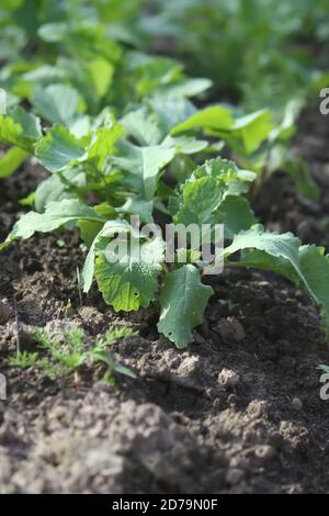 Rettichpflanzen wachsen im Frühling im Boden Stockfoto