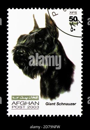 MOSKAU, RUSSLAND - 21. DEZEMBER 2017: Eine in Afghanistan gedruckte Briefmarke zeigt Giant Schnauzer (Canis lupus familiaris), Hunde Serie, um 2003 Stockfoto