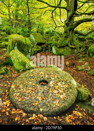 Derbyshire Peak District National Park verlassener Mühlstein, bedeckt mit fallendem Herbst, verlässt Padley Gorge Grindleford Derbyshire England Großbritannien GB Europa Stockfoto