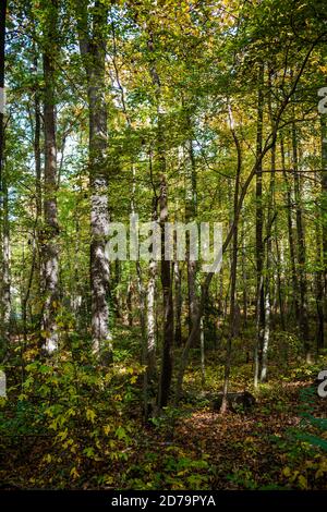 Ein vertikales Herbstfoto des Sonnenlichts, das durch Bäume in einem Waldgebiet strömt. Stockfoto