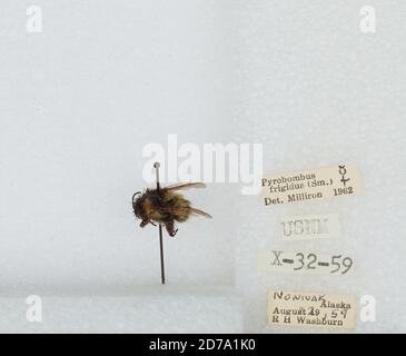 Nunivak, Bethel, Alaska, United States, Bombus (Pyrobombus) frigidus Smith, Animalia, Arthropoda, Insecta, Hymenoptera, Apidae, Apinae Stockfoto