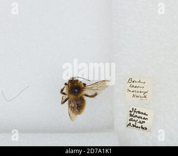 Ifrane, Tadla-Azilal, Marokko, Bombus (Laesobombus) laesus mocsaryi Kriechbaumer, Animalia, Arthropoda, Insecta, Hymenoptera, Apidae, Apinae Stockfoto