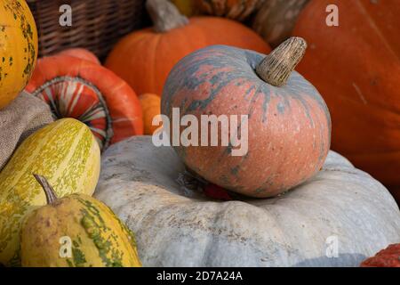 Kürbisse in verschiedenen Formen, Farben und Größen im Herbst Stockfoto