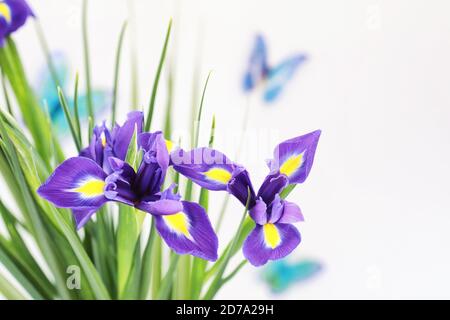 Purple Iris auf weißem Hintergrund Stockfoto
