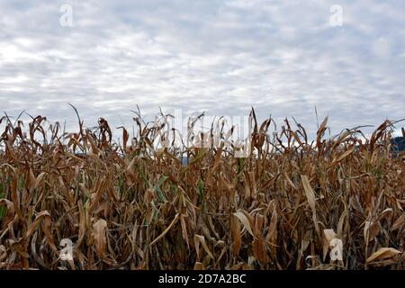 Trockenes Maisfeld mit Maiskolben, die im Herbst auf den Pflanzen zurückgelassen wurden. Es scheint, als hätte es keine Ernte gegeben. Es gibt Altostratus Wolken über dem Feld. Stockfoto