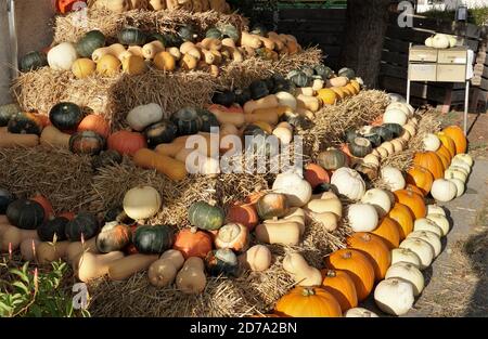 Kürbisse und Kürbisse auf Stroh als Dekoration auf einem Bauernhof im Herbst angeordnet. Die warmen Farben der reifen Früchte passen zur gelblichen Farbe des Strohs. Stockfoto