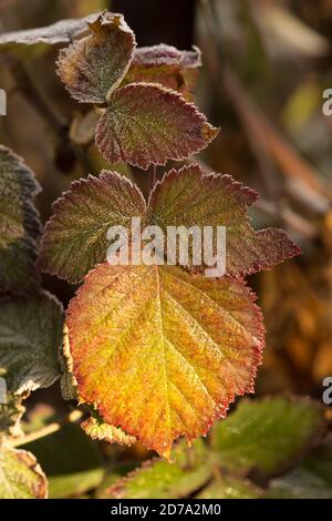 Von oben Nahaufnahme rot und gelb nass Herbst Blätter Hintergrund Stockfoto