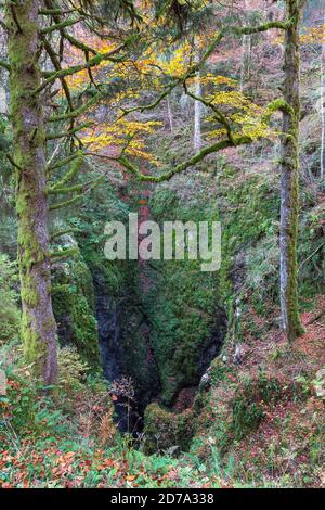 Der 'Bus de la Lum' ein Karstloch auf dem Cansiglio-Plateau. Nadelbäume und Buchen, Herbstsaison. Friaul-Julisch Venetien. Italien. Stockfoto