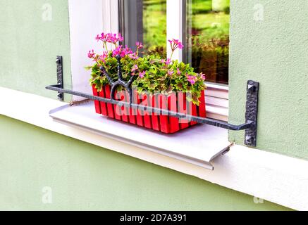 Dekorative Blumen in einem Topf auf der Fensterbank des Haus Stockfoto