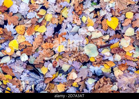 Verschiedene bunte Blätter fallen auf der Oberfläche von dunklem Wasser. Natürlicher Hintergrund aus Herbstblättern Stockfoto