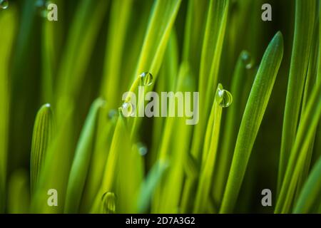 Frisches grünes Weizengras mit Tropfen Tau Makro Hintergrund Foto Stockfoto