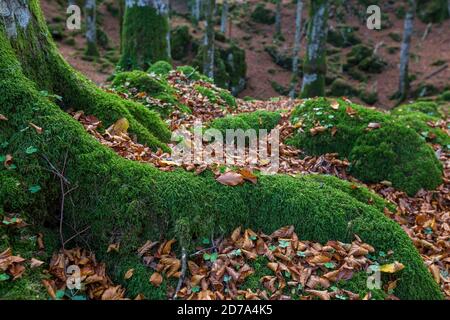 Wurzeln mit grünem Moos bedeckt. Trockene Blätter der Buche in der Herbstsaison. Der Cansiglio Wald. Prealpi Venete. Italien. Europa. Stockfoto