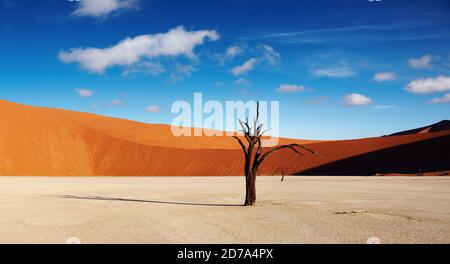 Toter Baum im Dead Vlei - Sossusvlei, Namib-Wüste, Namibia Stockfoto