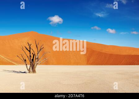 Toter Baum im Dead Vlei - Sossusvlei, Namib-Wüste, Namibia Stockfoto