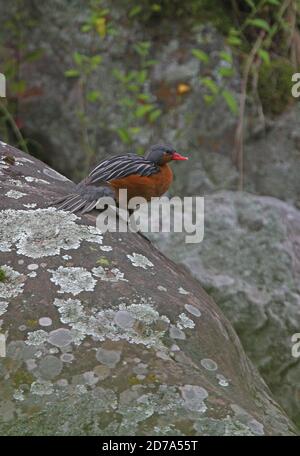 Torrent Duck (Merganetta armata berlepschi) erwachsenes Weibchen, das auf Felsen am Fluss Jujuy, Argentinien, steht Januar Stockfoto