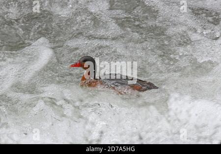 Torrent Duck (Merganetta armata berlepschi) Erwachsene weibliche Schwimmen in Stromschnellen Jujuy, Argentinien Januar Stockfoto