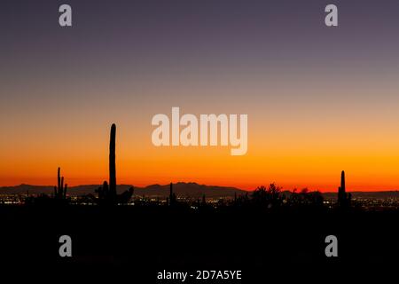 Eine frühe Dämmerung glühen Silhouetten saguaro Kakteen gegen Phoenix und die vier Zinnen in der Ferne. White Tank Mountain Regional Park, Arizona Stockfoto