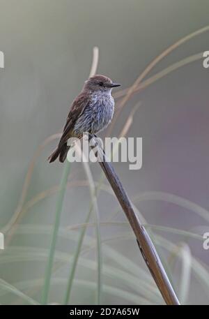 Zinnoberfischer (Pyrocephalus rubinus) Weibchen/Jungtiere auf totem Schilf, feucht nach Regen Punta Rasa, Argentinien Januar Stockfoto