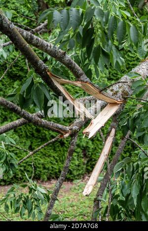 Nahaufnahme von gebrochenen Zweigen eines gefallenen Baumes in einem Haus Hinterhof Stockfoto