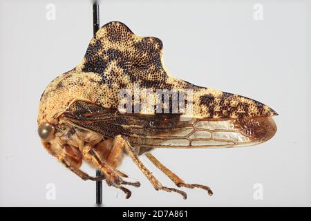 Charter Oak, Huntingdon, Pennsylvania, United States, Heliria fitchi Ball, 1925, Animalia, Arthropoda, Insecta, Hemiptera, Homoptera, Membracidae Stockfoto