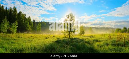 Sonniges Panorama von nebliger Waldwiese mit einsam wachsender Birke. Stockfoto