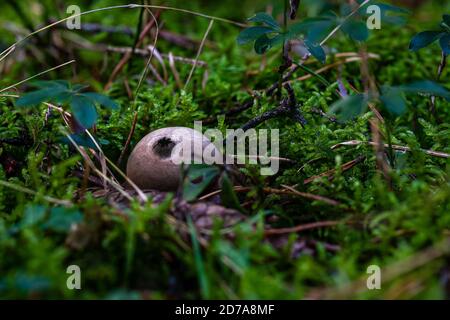 Apioperdon pyriforme allgemein bekannt als die Birne-förmigen Kugelkopf oder Stumpf Kugelkopf, ist ein saprobischer Pilz in weiten Teilen der Welt Stockfoto