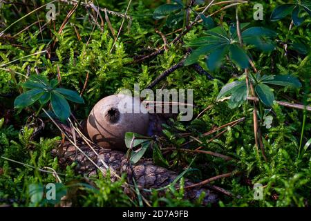 Apioperdon pyriforme allgemein bekannt als die Birne-förmigen Kugelkopf oder Stumpf Kugelkopf, ist ein saprobischer Pilz in weiten Teilen der Welt Stockfoto