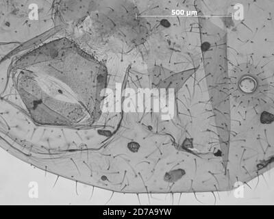 Gulkana River, Valdez-Cordova, Alaska, United States, Cinara bonita Hottes, 1956, Animalia, Arthropoda, Insecta, Hemiptera, Sternorrhyncha, Aphididae, Lachninae Stockfoto