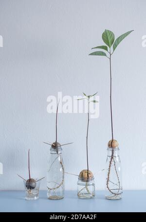 Bild zeigt verschiedene Stufen von Avocado Samen/Steinen, die im Wasser auf dem Heimregal wachsen. Stockfoto