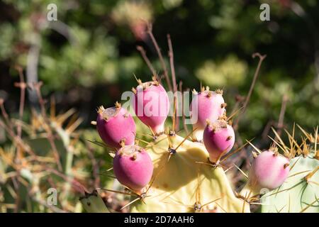 Kaktus aus Kaktus mit Feigenkaktus in violetter Farbe (Opuntia, Fico d'India) Stockfoto