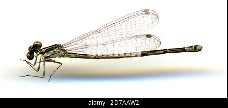 39 km von E Bahia de Caraquez, Manabi, Ecuador, Neoerythromma cultellatum (Hagen in Selys), Animalia, Arthropoda, Insecta, Odonata, Zygoptera, Coenagrionidae, Coenagrioninae Stockfoto