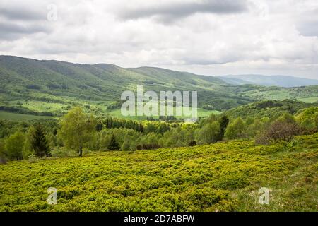 Grüne Bäume und Tal in den Bergen der polnischen Bieszczady Stockfoto