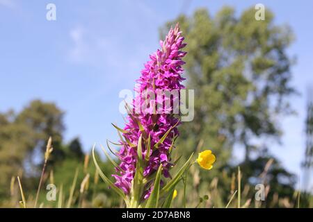 Eine große lila wilde Orchidee und ein Butterblume Nahaufnahme mit Ein grüner Baum und blauer Himmel im Hintergrund in Die holländische Landschaft im Frühling Stockfoto