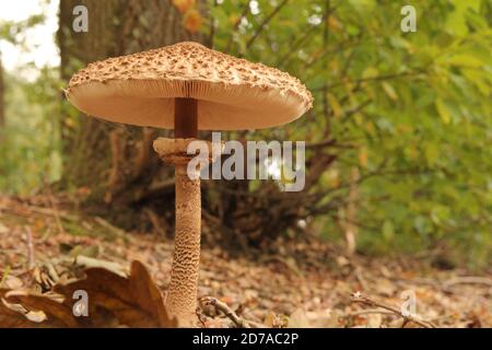 Ein großer Sonnenschirm Pilz mit einer schönen Kappe mit Lamellen Nahaufnahme im Wald im Herbst und grüne Blätter in Der Hintergrund Stockfoto