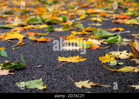 Blätter auf dem Boden gefallen im Herbst ruht auf nassen Gehweg Stockfoto