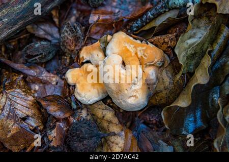 Hydnum repandum, allgemein bekannt als der Süßzahn, Holzigel oder Igelpilz, ist ein Basidiomycete Pilz der Familie Hydnaceae Stockfoto