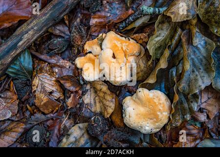 Hydnum repandum, allgemein bekannt als der Süßzahn, Holzigel oder Igelpilz, ist ein Basidiomycete Pilz der Familie Hydnaceae Stockfoto