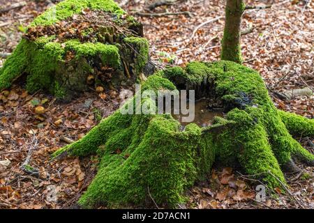 Verrottender Baumstumpf, bewachsen mit Moos. Regenwasser im Stumpf. Der Cansiglio Wald im Herbst. Prealpi Venete. Italien. Europa. Stockfoto