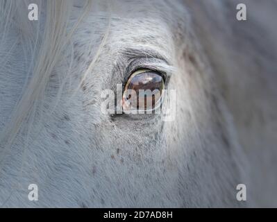 Helles Pferdeauge mit grauem Hintergrund Stockfoto