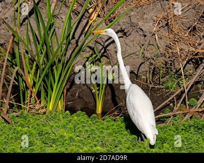 Egret in Staten Island erhalten, Kalifornien Stockfoto