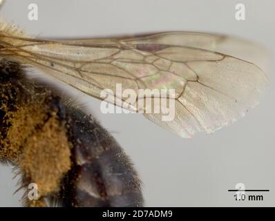 Miguel Insect Pinned, Las Vegas Range, top, San Miguel, New Mexico, United States ...