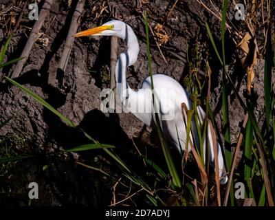 Egret in Staten Island erhalten, Kalifornien Stockfoto