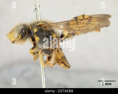 Pinned, Los Angeles, Kalifornien, Vereinigte Staaten, Nomada (Holonomada) edwardsii ?? Cockerell, 1903, Animalia, Arthropoda, Insecta, Hymenoptera, Apidae Stockfoto