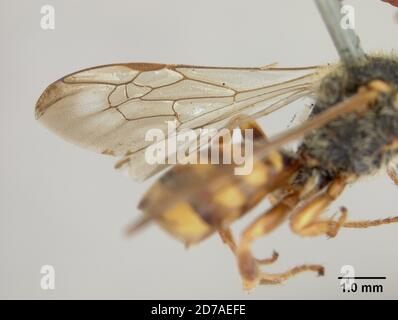 Pinned, Santa Clara, California, United States, Nomada (Xanthidium) coquilletti Cockerell, 1903, Animalia, Arthropoda, Insecta, Hymenoptera, Apidae Stockfoto